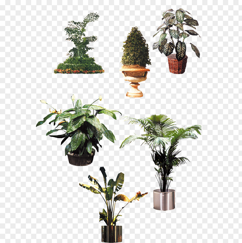 Exotic Vegetation Houseplant Flowerpot Tree PNG