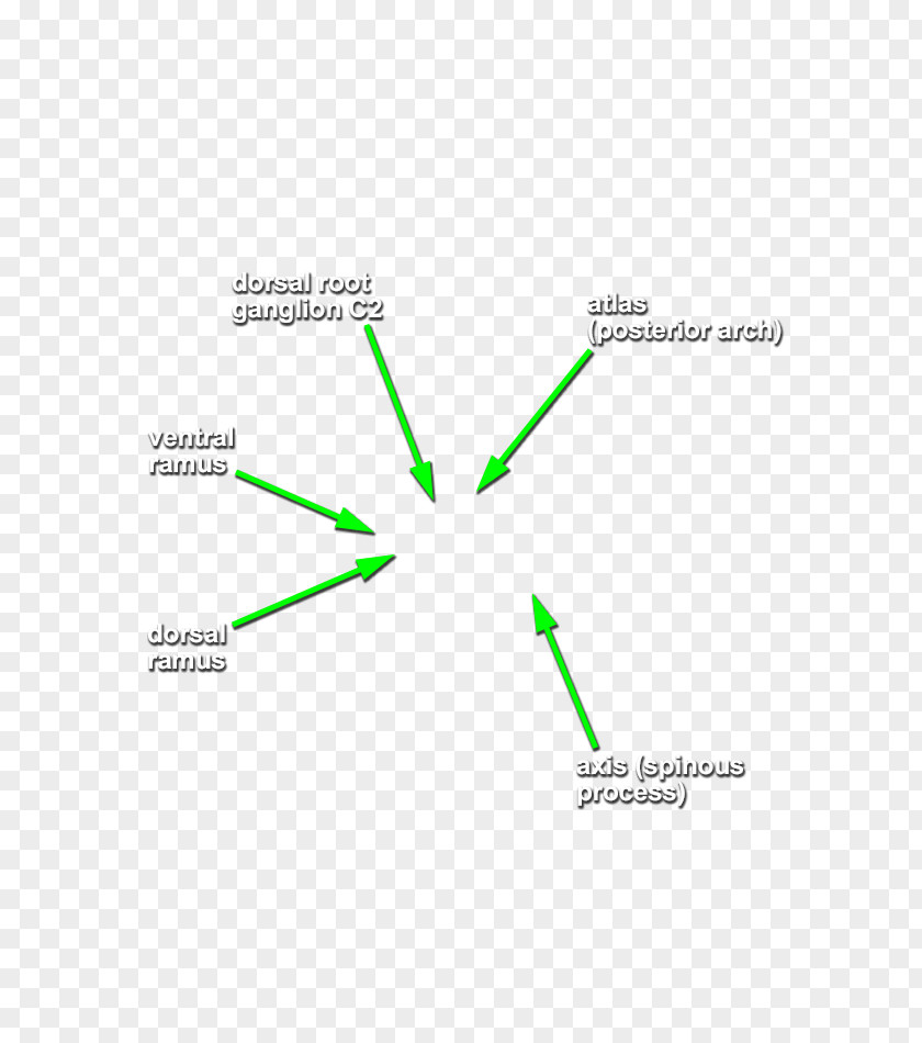 Head And Neck Line Angle Diagram PNG