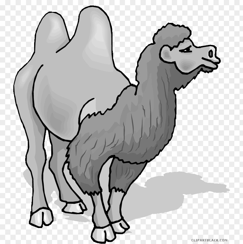 Camel Black And White Bactrian Dromedary Clip Art Openclipart Image PNG