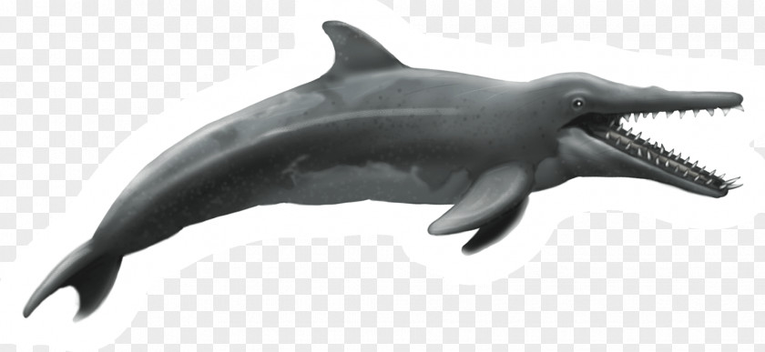 Chalk New Zealand Rough-toothed Dolphin Shark Common Bottlenose Tucuxi PNG