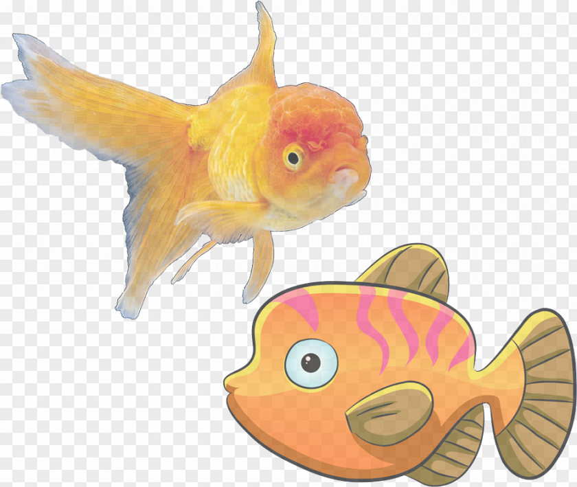 Cyprinidae Fish Supply Goldfish Feeder Fin PNG