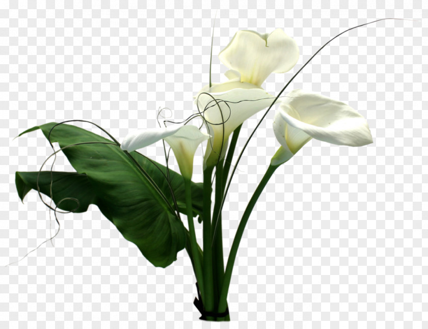 Flower Cut Flowers Floral Design PlayStation 2 Arum Lilies PNG