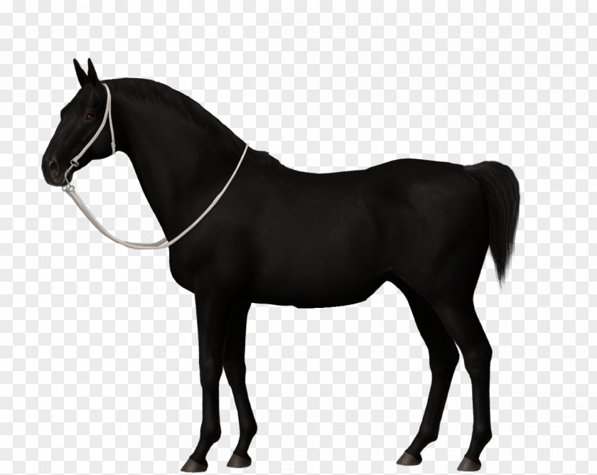Noriker Mane Stallion Colt Black PNG