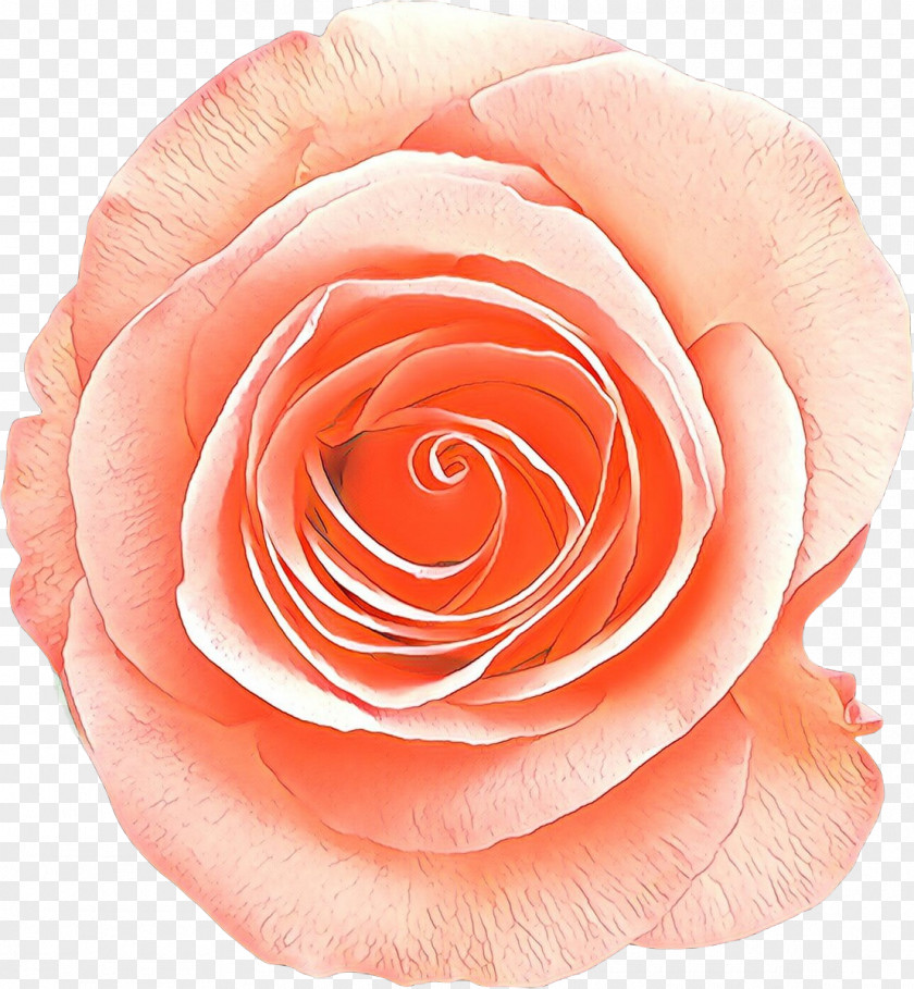 Plant Peach Garden Roses PNG