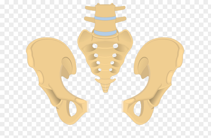 Sacrum Hip Bone Pelvis Coccyx PNG