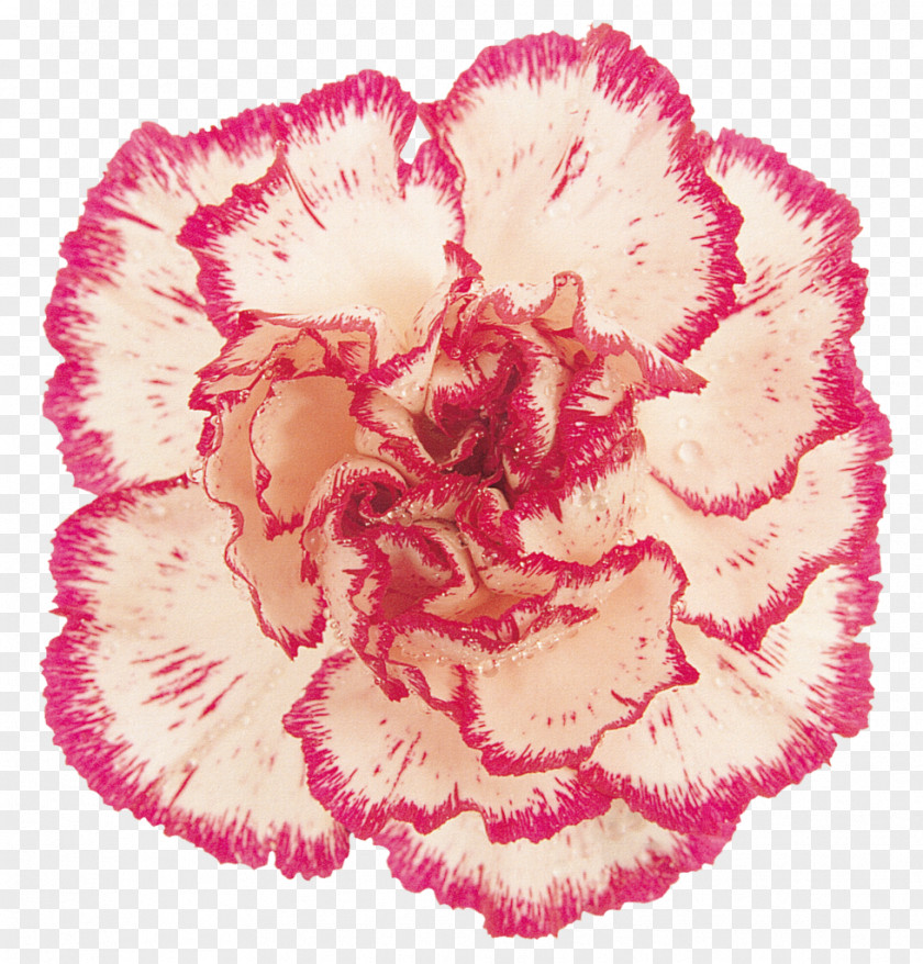 Carnation Pink Cut Flowers Clip Art PNG