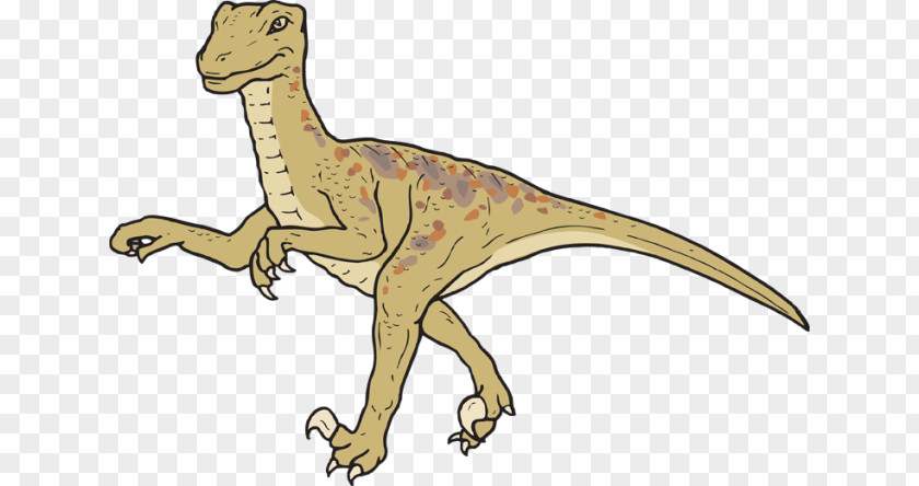 Dinosaur Velociraptor Tyrannosaurus Search Triceratops PNG