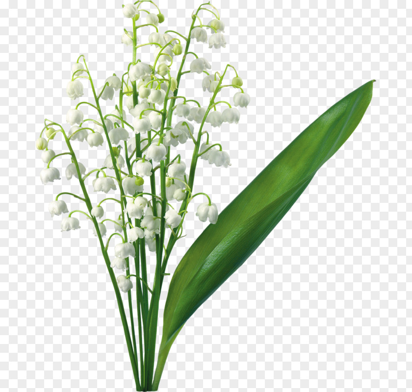 Lily Of The Valley Lilium Flower Clip Art PNG