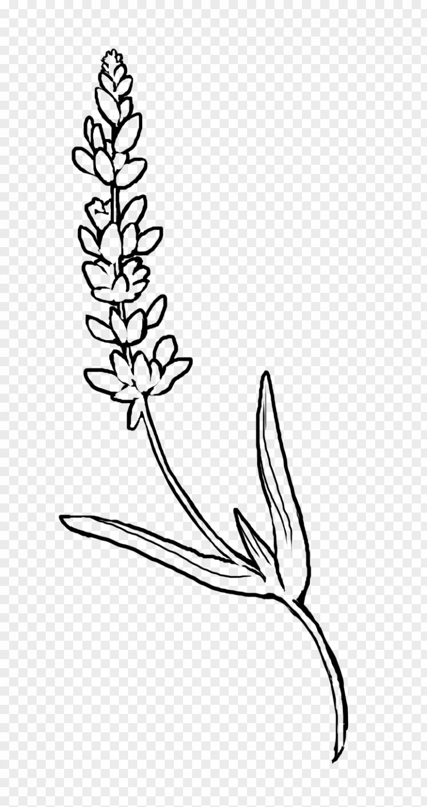 Ottawa Geegees Plant Stem Naver Blog Flower Black And White Clip Art PNG