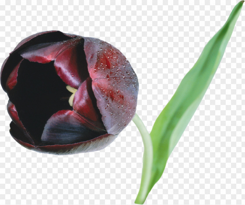 Tulip Black Flower Clip Art PNG