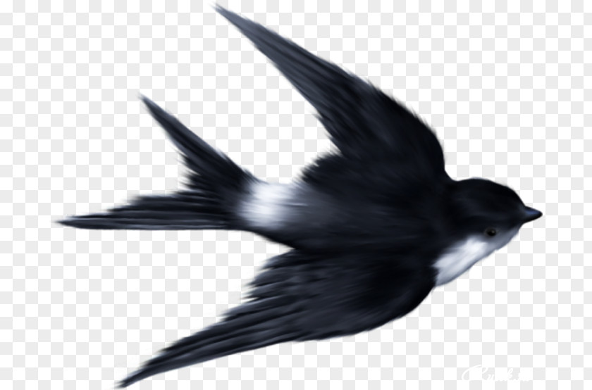Bird Mallard Clip Art PNG