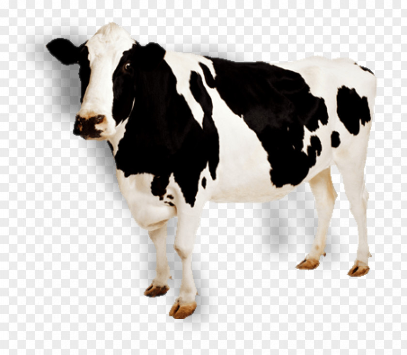 Cartoon Cow Holstein Friesian Cattle Jersey Simmental Dairy PNG