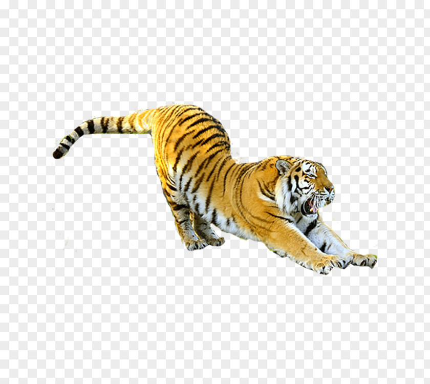 Flying Tiger Ningbo Youngor Zoo Felidae Siberian Cat Chinese Zodiac PNG