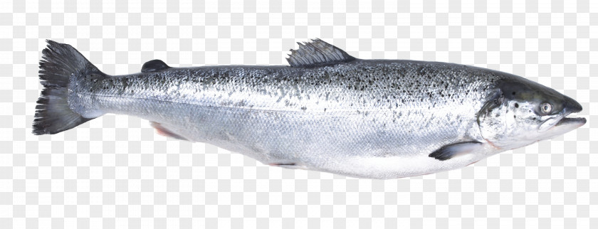 Smoothies Atlantic Salmon Fish Express Trade Salmonids PNG