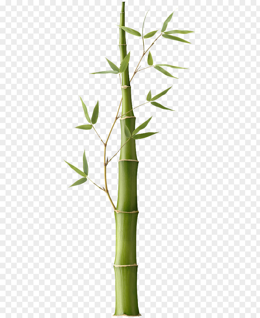 Bamboo Pictures Pleioblastus Bamboe Stock Photography PNG