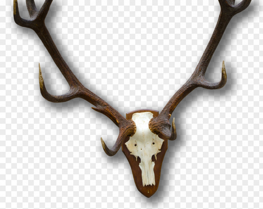 Deer Trophy Hunting Horn PNG