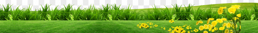 Meadow Grass Background Lawn Download PNG