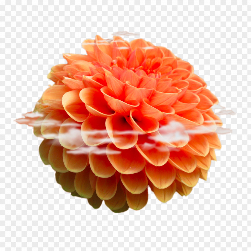 Orange Hydrangea Beach Rose Flower Android Stock.xchng PNG