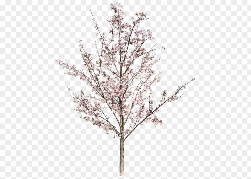 Tree Download Photography PNG