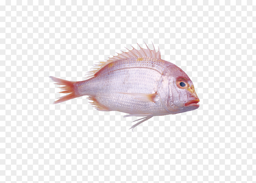 Fish Red Pink Pagrus Major PNG