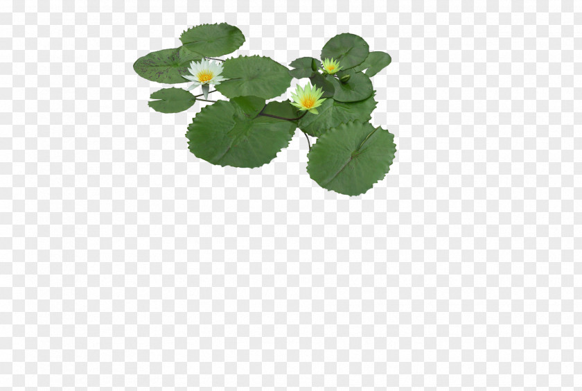 Lotus Vector Nymphaea Alba Pygmy Water-lily Flower Aquatic Plant PNG