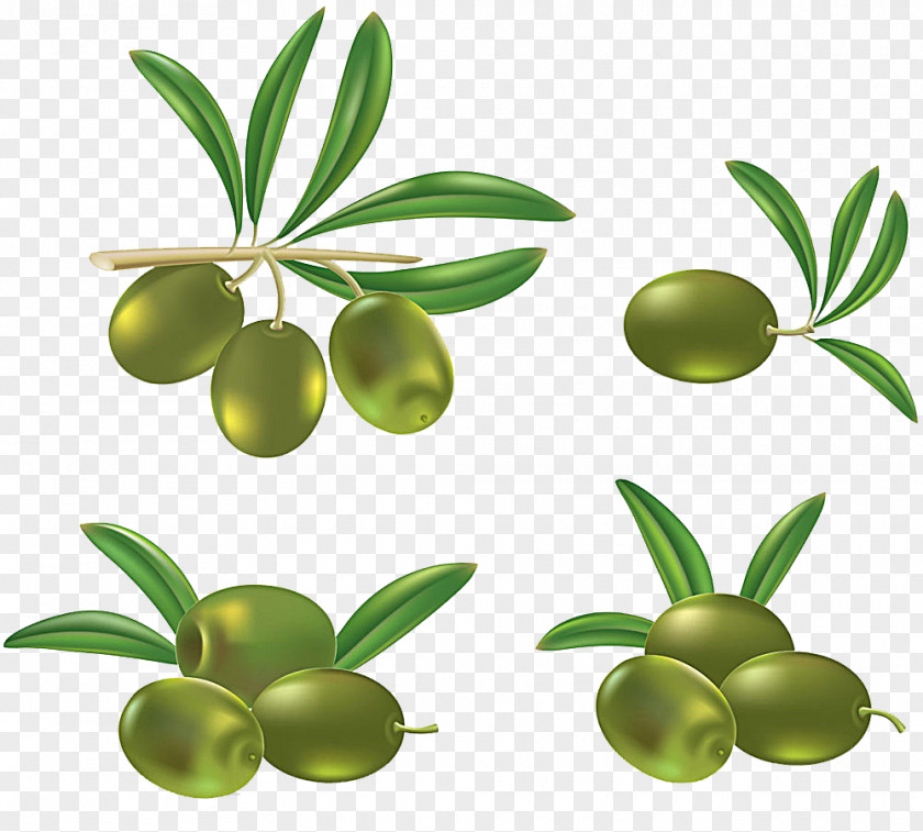 Olives Olive Oil Clip Art PNG