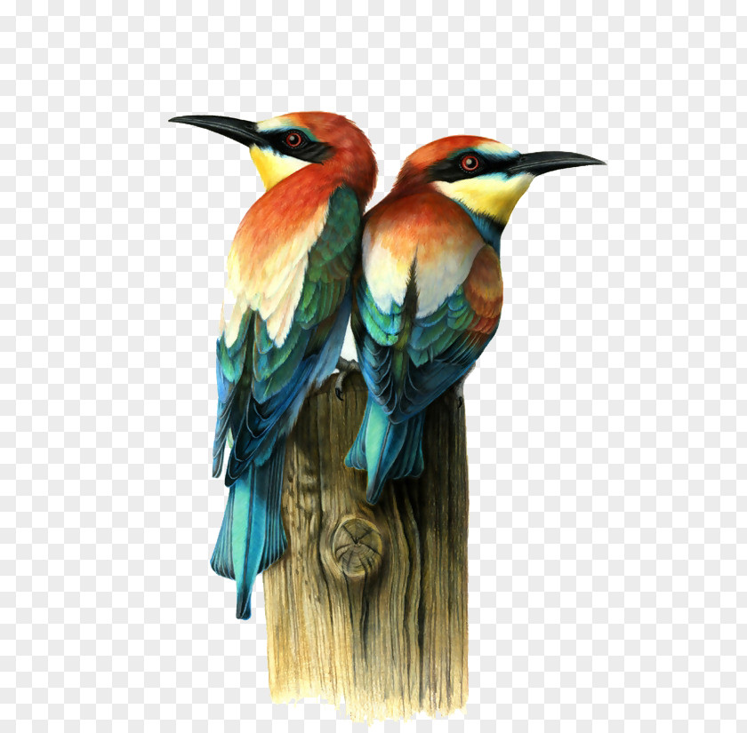 Painted Bird Visual Arts Drawing Illustration PNG