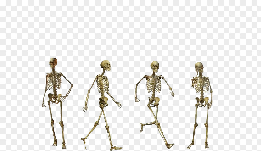 Skull Homo Sapiens Flores Man Australopithecus Afarensis Human Skeleton PNG
