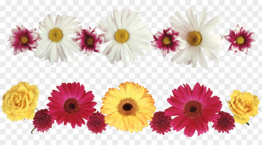 White Chrysanthemum Download PNG