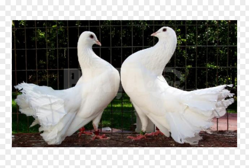 Bird Fantail Pigeon Columbidae Lovebird Indian PNG