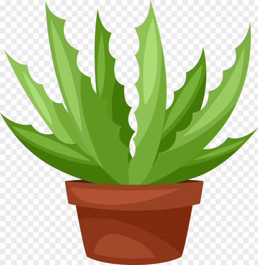 Cactus Clip Art Succulent Plant Vector Graphics Illustration PNG
