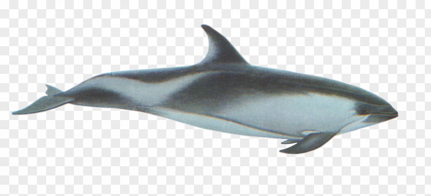 Dolphins White-beaked Dolphin Porpoise Striped Rough-toothed Common Bottlenose PNG