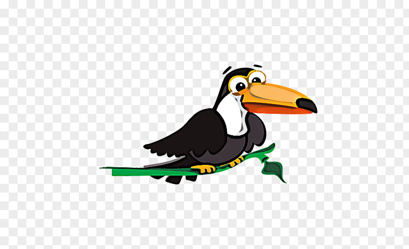 Bird Beak Toucan Cartoon Piciformes PNG