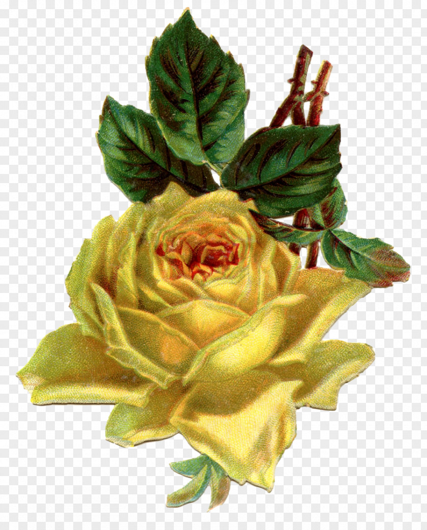 Clip Art Yellow Antique Flower Rose PNG