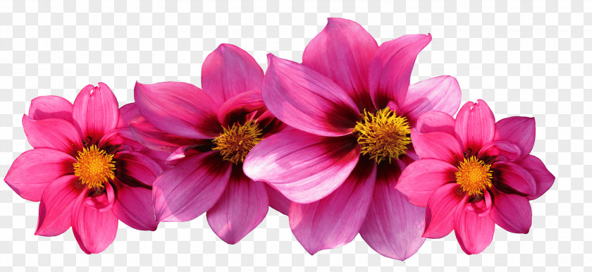 Dahlia Flower Garden Tulip PNG