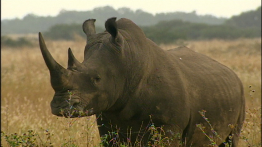 Rhino Rhinoceros Horn YouTube High-definition Video PNG
