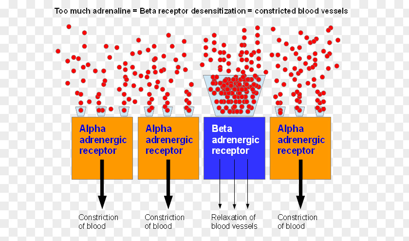 Blood Effects Adrenergic Receptor Adrenaline Vessel PNG