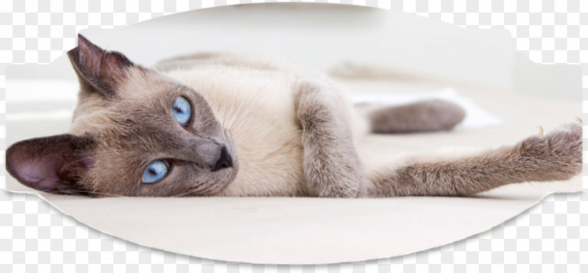 Craig View Veterinary Clinic Whiskers Tonkinese Cat Siamese Persian Domestic Short-haired PNG