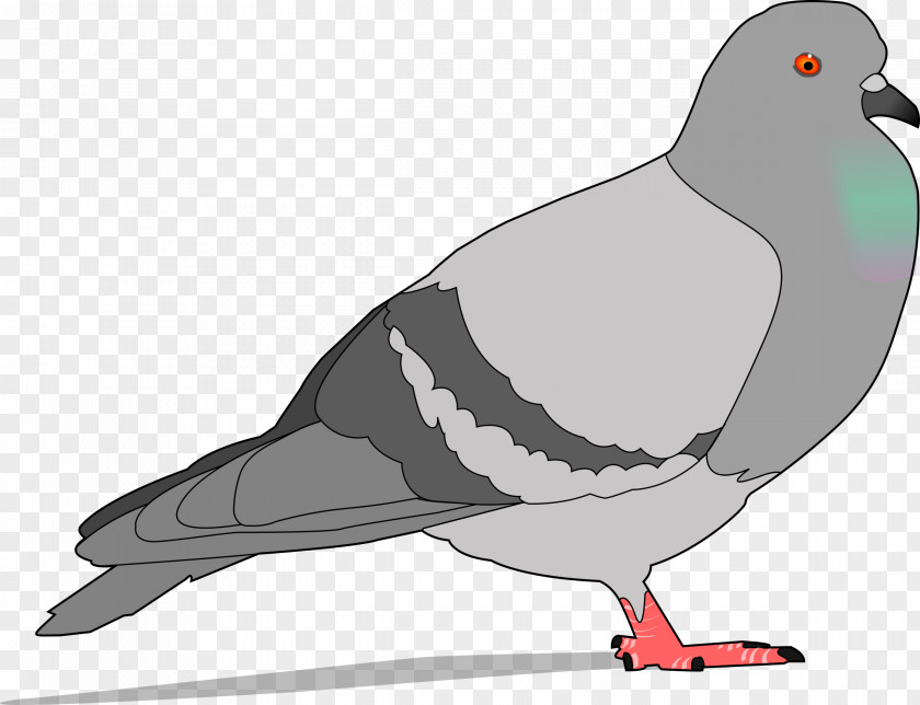 Crow Homing Pigeon Columbidae Bird Clip Art PNG