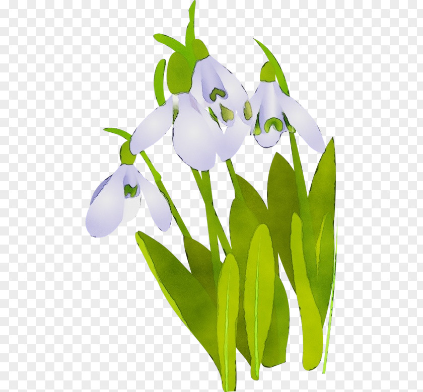 Flower Galanthus Snowdrop Plant Petal PNG