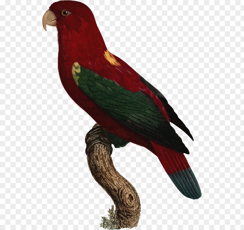 Parrot Illustration Macaw Lories And Lorikeets Parakeet Beak Feather PNG