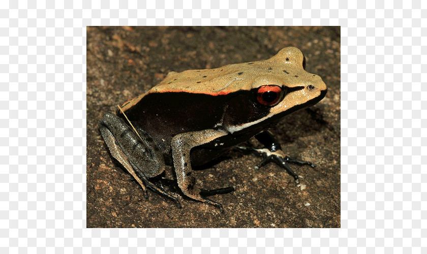 American Bullfrog True Frog Toad Terrestrial Animal PNG