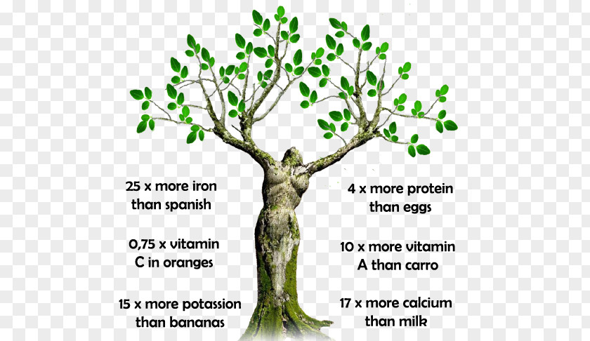 Health Drumstick Tree Medicinal Plants Medicine Nutrition PNG