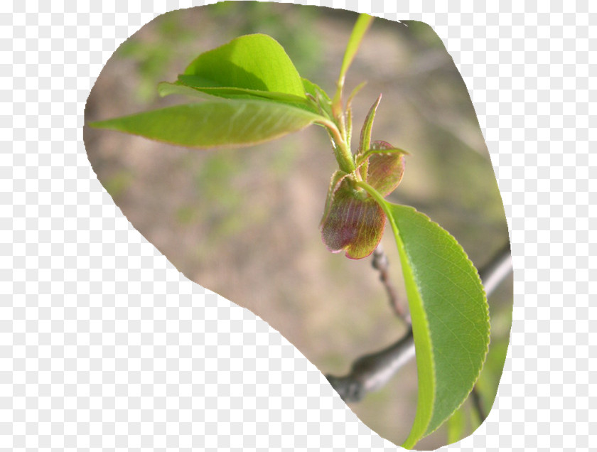 Leaf Plant Stem Insect Jetty Neanderthal PNG