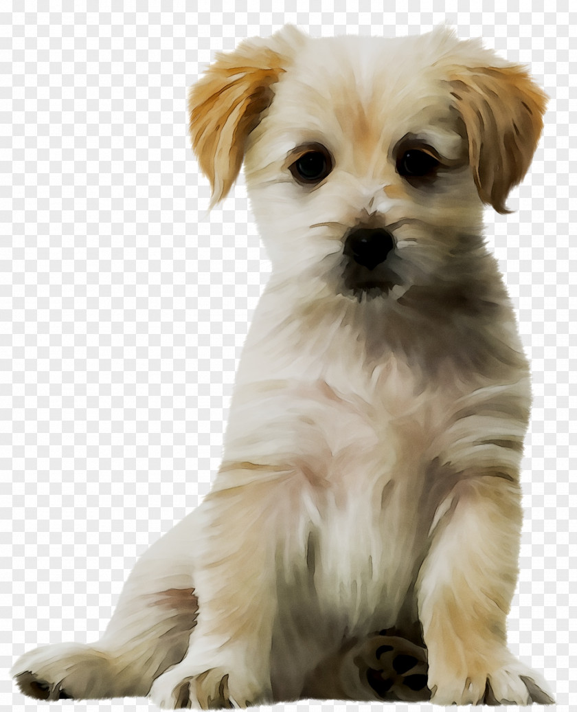 Puppy Havanese Dog Maltese Cat Pekingese PNG