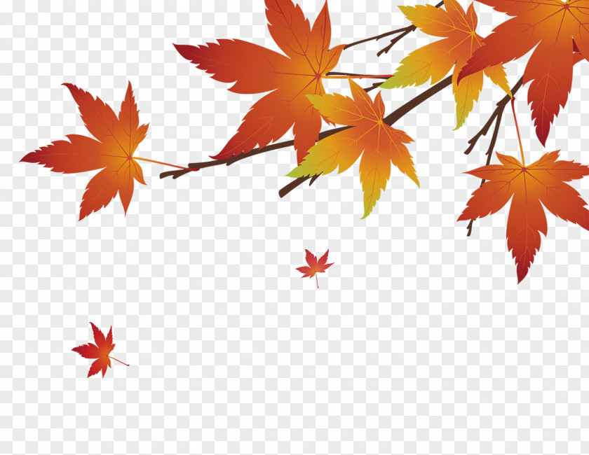 Red Maple Leaf PNG