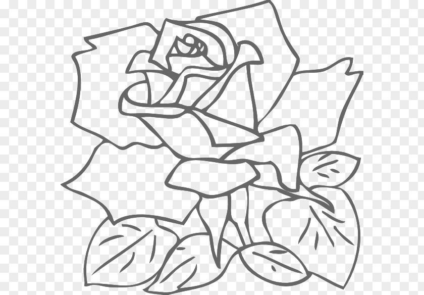 Roses Outline Rose Drawing Pink Clip Art PNG