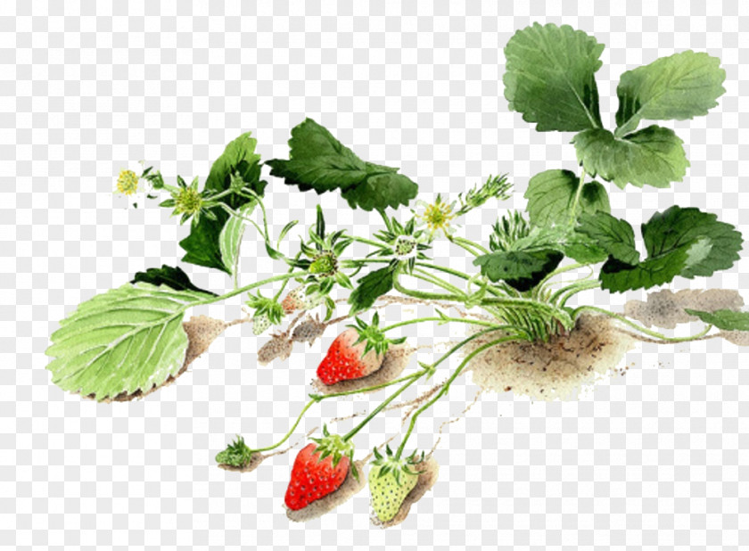 Strawberry Land Watercolor: Flowers Watercolor Painting Painter PNG