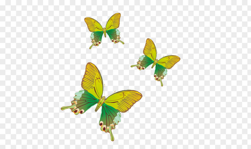 Yellow-green Butterfly Vector Monarch Yellow PNG