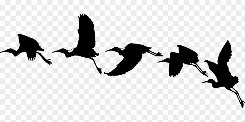 Bird Flight Silhouette Swallow PNG